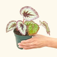 Small Begonia 'Fire Woman' in a grow pot.