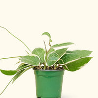 Medium Hoya 'Macrophylla' (Hoya 'Macrophylla') in grow pot