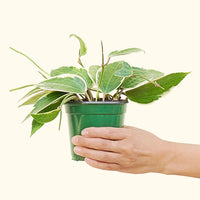 Medium Hoya 'Macrophylla' (Hoya 'Macrophylla') in grow pot