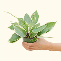 Medium Hoya 'Macrophylla' (Hoya 'Macrophylla') in grow pot