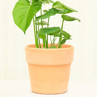 Terracotta Perfetto Cache Pot Planter Deroma Blush SM