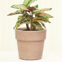 Terracotta Perfetto Cache Pot Planter Deroma Graphite SM