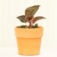 Terracotta Perfetto Cache Pot Planter Deroma Terracotta SM