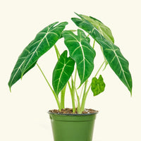 Medium alocasia frydek in a grow pot.