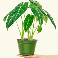 Medium alocasia frydek in a grow pot.