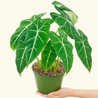 Medium alocasia frydek in a grow pot.