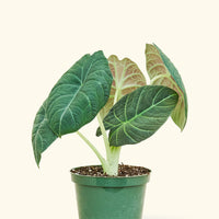 6" Alocasia maharani in a grow pot.