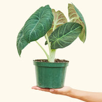 6" Alocasia maharani in a grow pot.