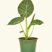 Medium alocasia regalshield in a grow pot.