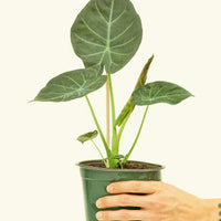 Medium alocasia regalshield in a grow pot.
