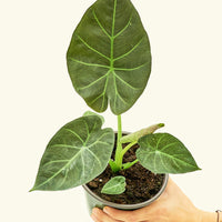 Medium alocasia regalshield in a grow pot.