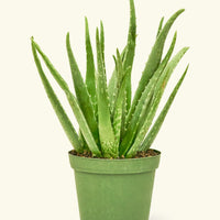 Medium aloe vera in a grow pot.