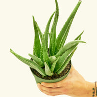 Medium aloe vera in a grow pot.