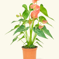 Medium Anthurium 'Pink Flamingo' in a grow pot.