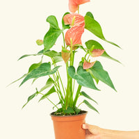 Medium Anthurium 'Pink Flamingo' in a grow pot.