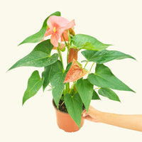 Medium Anthurium 'Pink Flamingo' in a grow pot.