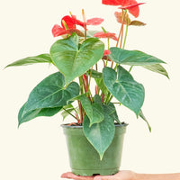 Medium Anthurium 'Red Flamingo' in a grow pot.