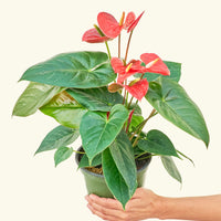 Medium Anthurium 'Red Flamingo' in a grow pot.