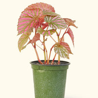 Medium Begonia Exotica in a grow pot.