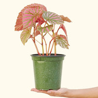 Medium Begonia Exotica in a grow pot.