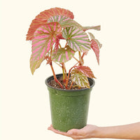 Medium Begonia Exotica in a grow pot.