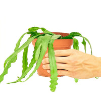 Medium Fishbone Cactus in a grow pot