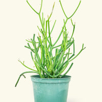 Medium Pencil Cactus (Euphorbia tirucalli)