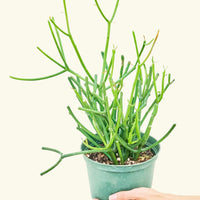 Medium Pencil Cactus (Euphorbia tirucalli)