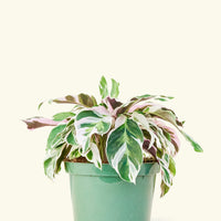 Medium calathea fusionwhite in a grow pot.