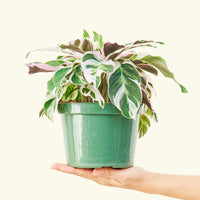 Medium calathea fusionwhite in a grow pot.