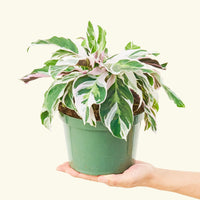 Medium calathea fusionwhite in a grow pot.