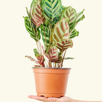 Medium Peacock Plant (Calathea makoyana)