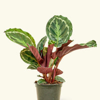 Medium Calathea 'Medallion' in a grow pot