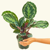 Medium Calathea 'Medallion' in a grow pot