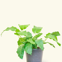 Small Calathea Musaica in a grow pot
