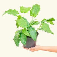 Medium Calathea musaica (Goeppertia kegeljanii) in grow pot