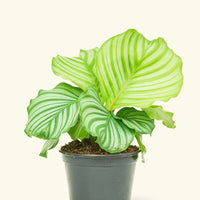 Medium Orbit Peacock Plant (Calathea orbifolia)