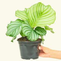 Medium Orbit Peacock Plant (Calathea orbifolia)
