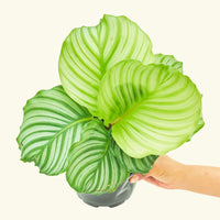 Medium Orbit Peacock Plant (Calathea orbifolia)