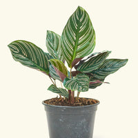 Medium Calathea 'Pinstripe' (Calathea ornata) in grow pot