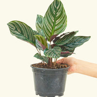 Medium Calathea 'Pinstripe' (Calathea ornata) in grow pot