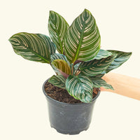 Medium Calathea 'Pinstripe' (Calathea ornata) in grow pot