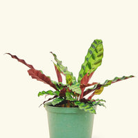 Medium Calathea 'Rattlesnake' in a 6" grow pot.