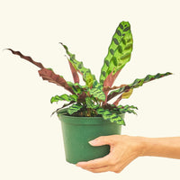 Medium Calathea 'Rattlesnake' in a 6" grow pot.