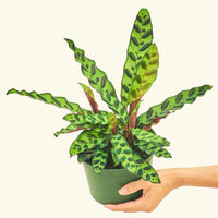 Medium Calathea 'Rattlesnake' in a 6" grow pot.