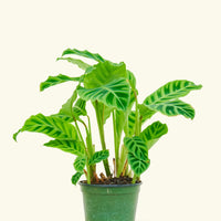 Medium Zebra Calathea (Calathea zebrina)