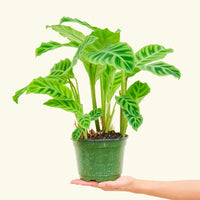 Medium Zebra Calathea (Calathea zebrina)