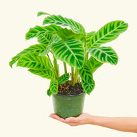 Medium Zebra Calathea (Calathea zebrina)