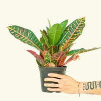 Medium Croton 'Petra' (Codiaeum variegatum 'petra') in grow pot
