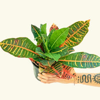 Medium Croton 'Petra' (Codiaeum variegatum 'petra') in grow pot
